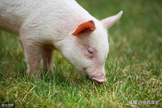探索生态猪养殖技术及发展趋势