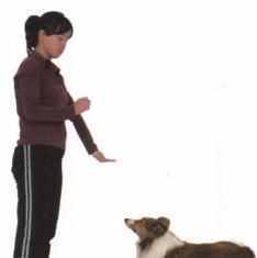 如何训练狗狗站立 其实你也可以的！