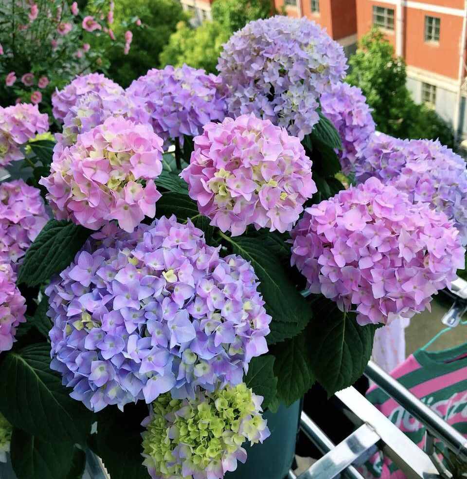 夏天最受欢迎的6种花，花朵就像“大包子”，个个都是高颜值