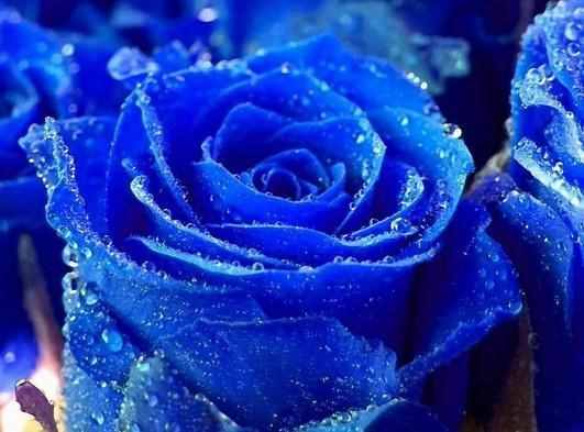 蓝玫瑰代表什么？