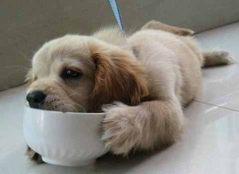 狗狗护食别惯着，送你几招最走心的护食训练法，给狗喂饭妥妥的