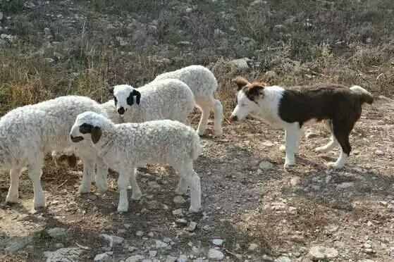 牧羊犬放羊好轻松！养羊人训练牧羊犬的方法！