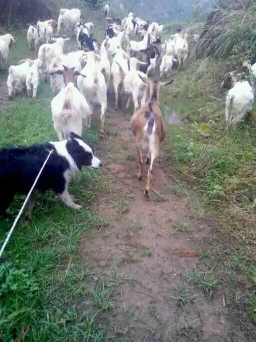 牧羊犬放羊好轻松！养羊人训练牧羊犬的方法！