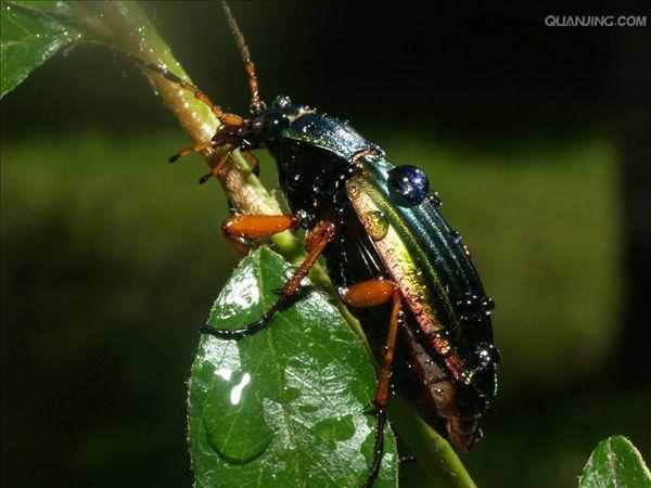常见的益虫有哪些，十大最常见到的益虫！