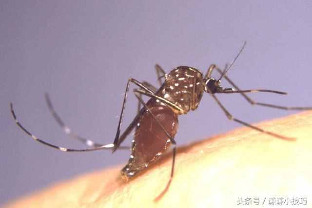 很多人不知道蚊子怕什么，教你几招对付蚊子，杠杠的