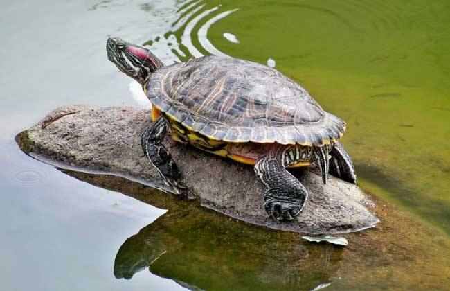 巴西龟怎么养！