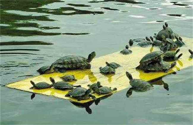 巴西龟怎么养！
