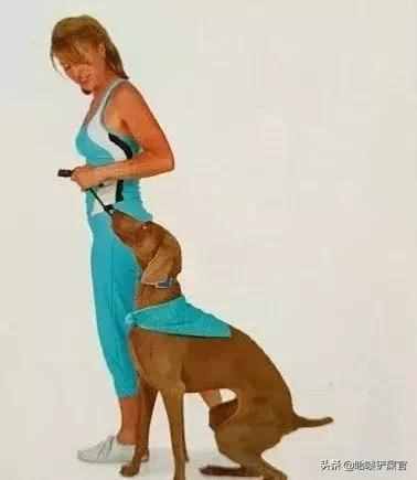 三个方法教你训练狗狗学会坐下