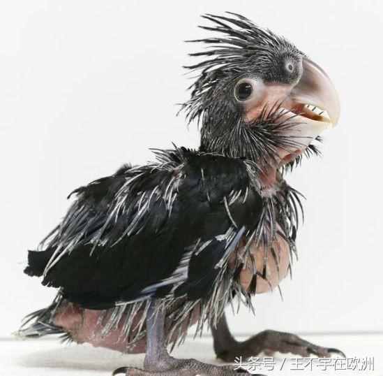世界最丑鹦鹉：两年下一次蛋，一次下一个；它家是欧洲最佳动物园
