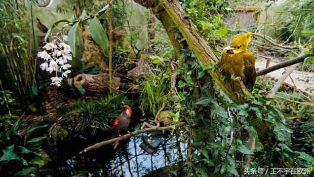 世界最丑鹦鹉：两年下一次蛋，一次下一个；它家是欧洲最佳动物园