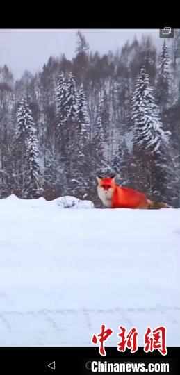 大兴安岭红狐怎么回事？大兴安岭红狐是什么样的照片曝光太惊艳了
