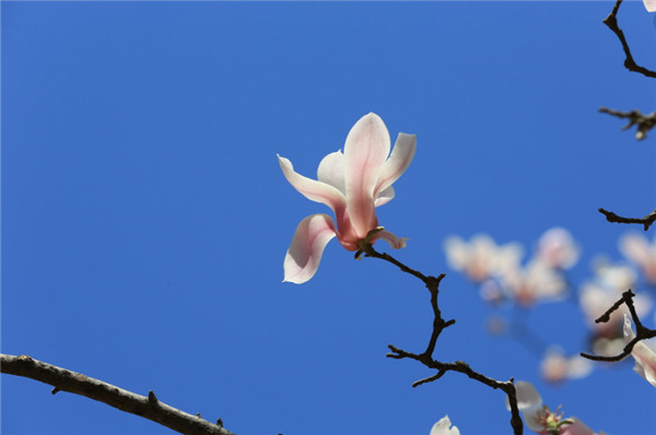 上海的市花是什么花，奋发向上的白玉兰