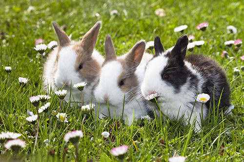 兔子的眼睛是什么颜色？红色、蓝色、黑色，还是灰色？