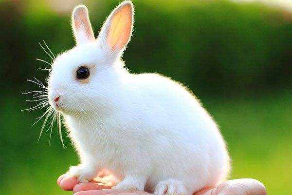 兔子的眼睛是什么颜色？红色、蓝色、黑色，还是灰色？