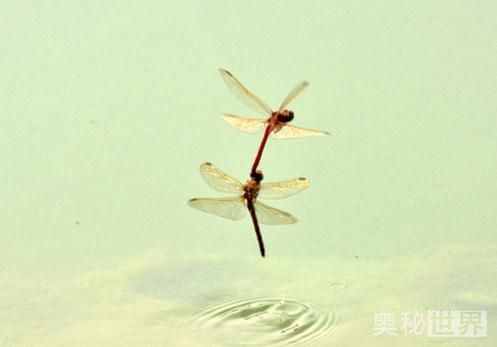 蜻蜓吃什么:蜻蜓一天竟能吃掉1000只小飞虫