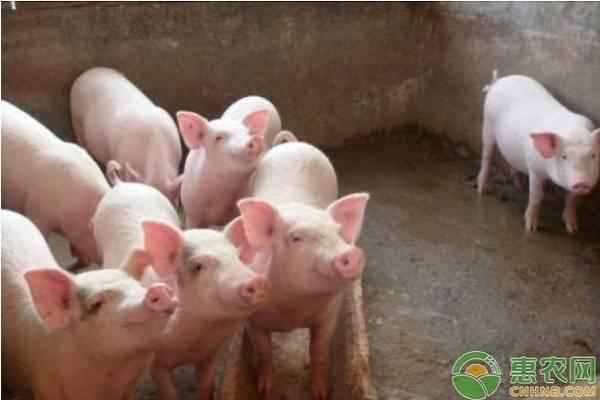 2020年猪价行情如何？会下降还是增涨？养猪还能赚钱吗？
