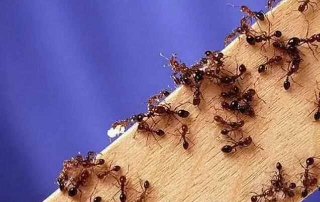 可怕！东莞阿姨被蚂蚁咬后休克，这种常见的蚂蚁碰到了千万要小心！