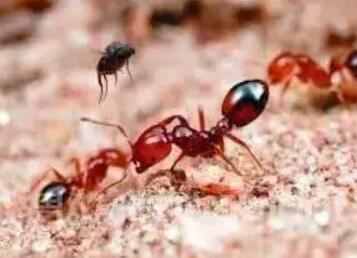 可怕！东莞阿姨被蚂蚁咬后休克，这种常见的蚂蚁碰到了千万要小心！