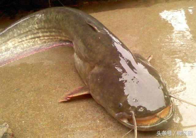 这鱼天天以粪便为食，是全球最脏的鱼无人敢吃，亩产量惊人2.5吨