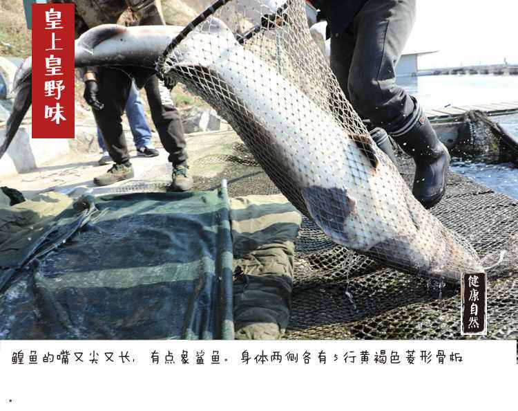黑龙江鲟鳇鱼价格，黑龙江鲟鳇鱼多少钱一斤！