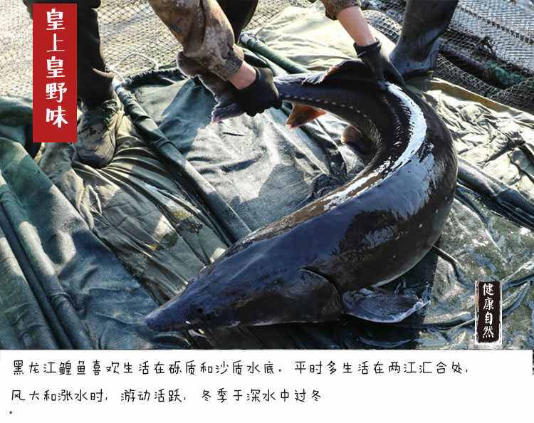 黑龙江鲟鳇鱼价格，黑龙江鲟鳇鱼多少钱一斤！