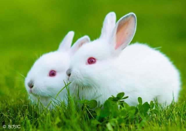 家庭养殖宠物兔子应该如何喂养？