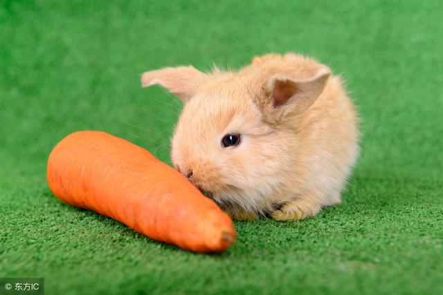家庭养殖宠物兔子应该如何喂养？