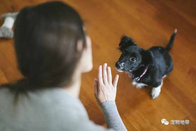 正确训练狗狗服从指令 五个小技巧助你的狗狗早日“听听话话”