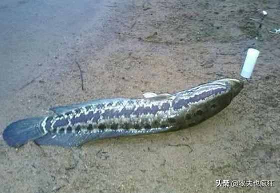 黑鱼又叫财鱼，是典型的肉食性鱼类，为何民间称它为“孝鱼”？