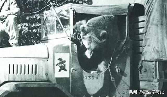 童年接触二战：二战波兰军队的棕熊佛伊泰克