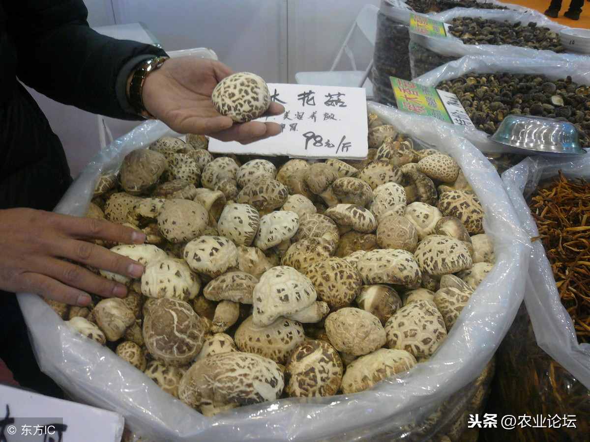 花菇的市场价多少钱一斤？掌握这五个技术要点产量翻倍！