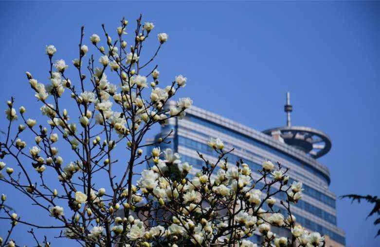阿拉看环境｜好看的花儿那么多，凭什么白玉兰能做上海市花？