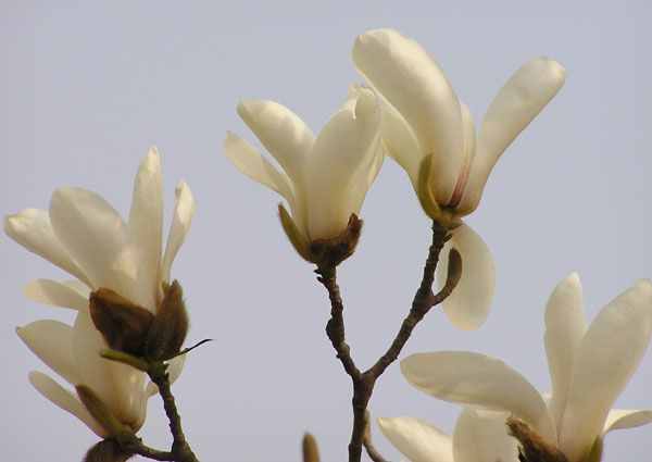 阿拉看环境｜好看的花儿那么多，凭什么白玉兰能做上海市花？