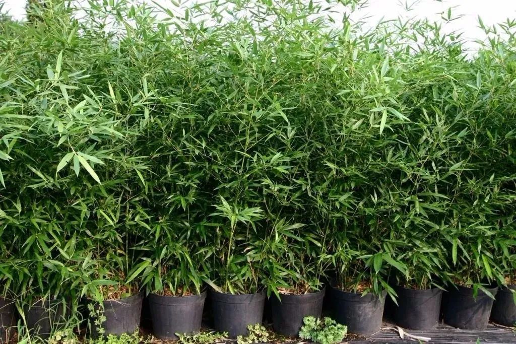 盆栽毛竹养殖方法（在家里养盆栽竹子，也有很多需要讲究的地方，不能乱养）