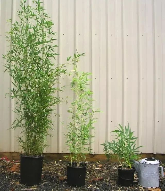 盆栽毛竹养殖方法（在家里养盆栽竹子，也有很多需要讲究的地方，不能乱养）