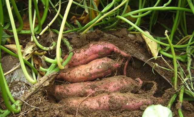甘薯的营养价值与种植技术