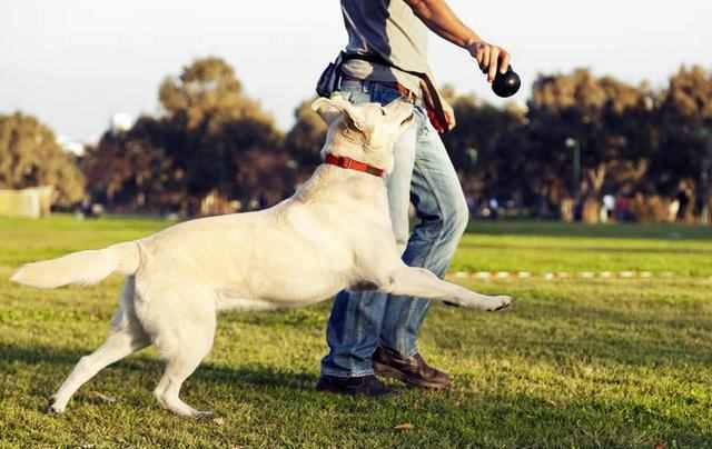 拉布拉多犬的介绍和训练的方法