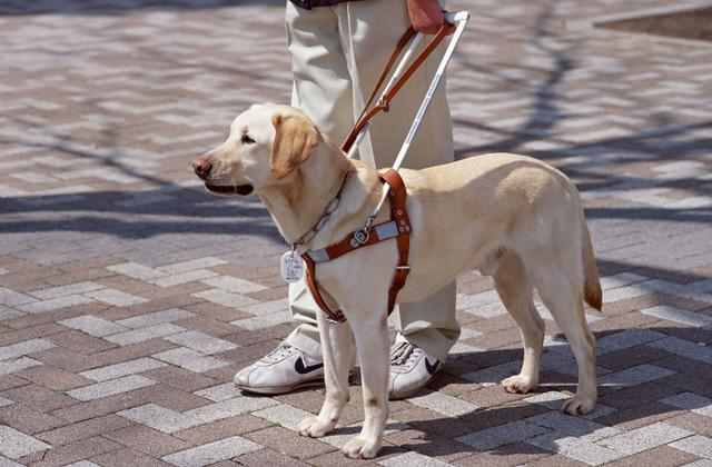 拉布拉多犬的介绍和训练的方法