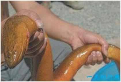 世界上最大的黄鳝，长1.5米重36斤，有成人小腿粗细