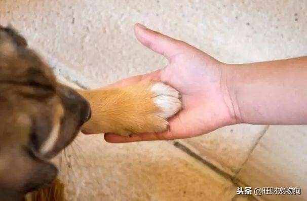 训练宠物狗狗握手与起立的方法，只需四步！
