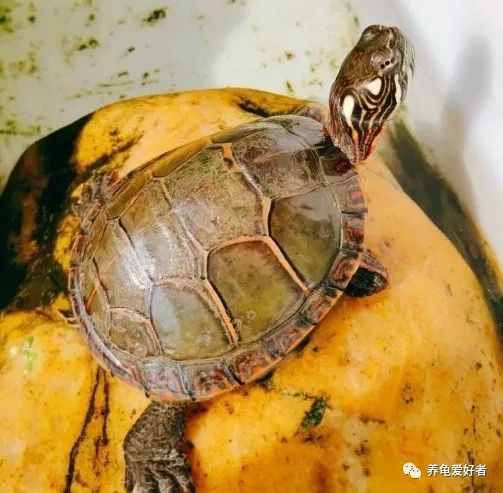 你的乌龟长成什么样，和它吃什么很有关系