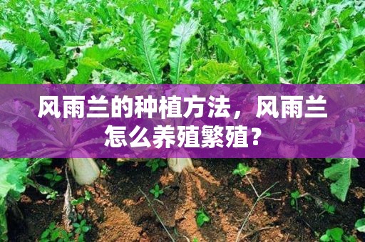 风雨兰的种植方法，风雨兰怎么养殖繁殖？