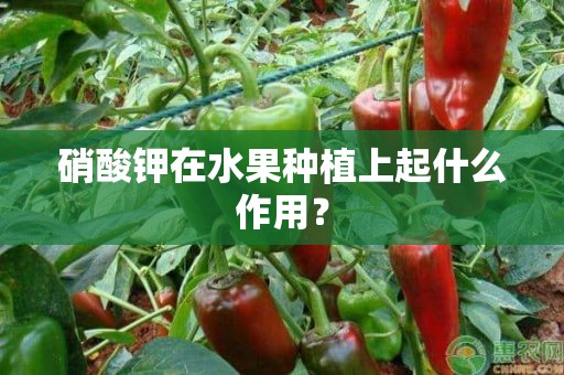 硝酸钾在水果种植上起什么作用？
