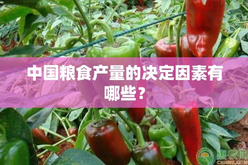 中国粮食产量的决定因素有哪些？
