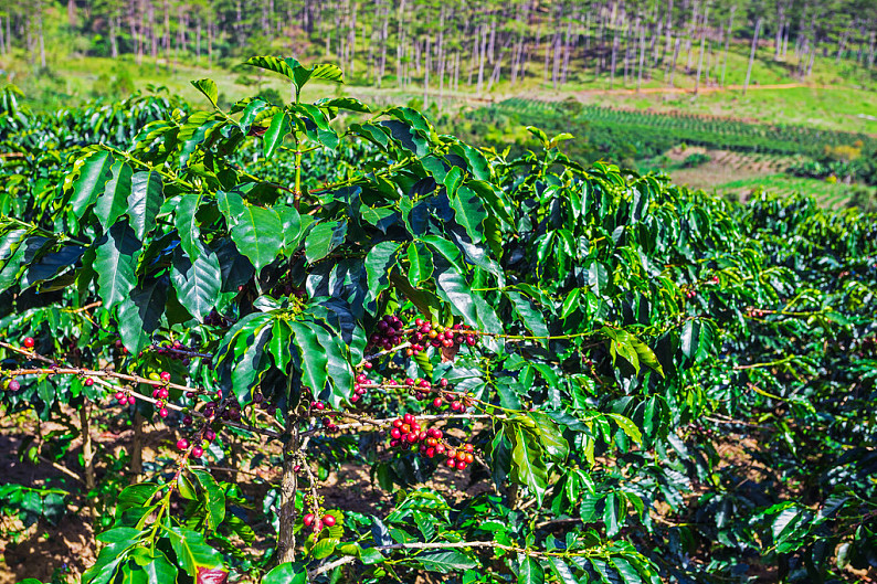 豆咖啡亩产量多少斤_豆咖啡亩产量多少_
