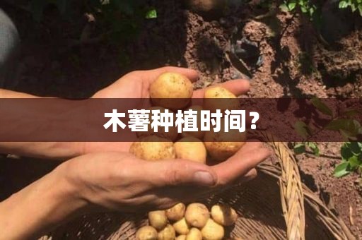 木薯种植时间？