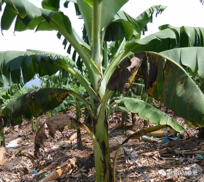 [农广天地]香蕉种植技术__香蕉种植技巧时间和方法