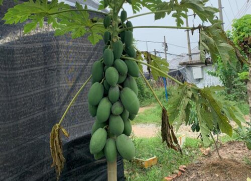 木瓜高产种植技术要点__木瓜高产种植技术与管理