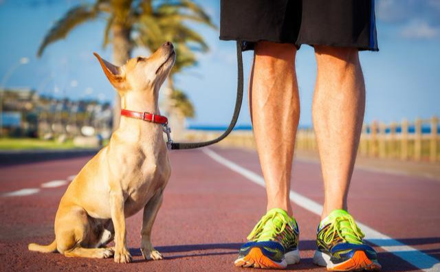 如何训练狗狗听话，学会这5个方法，教育狗狗不发愁