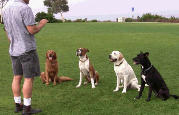 如何训练狗狗听话，学会这5个方法，教育狗狗不发愁